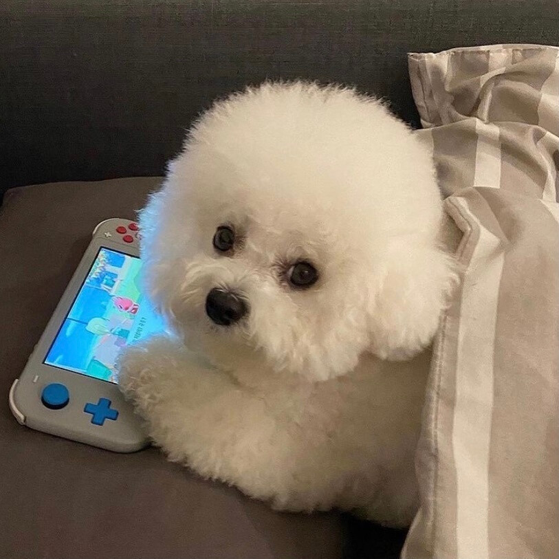 美团和浪漫速成班需要会员吗